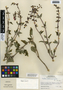 Salvia coccinea Buc'hoz ex Etl., Guatemala, R. Tún Ortíz 347, F